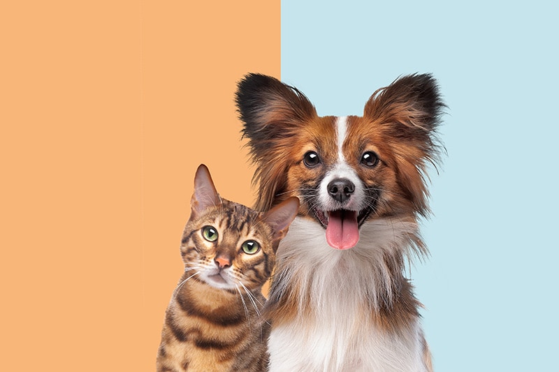 Caring for Pets