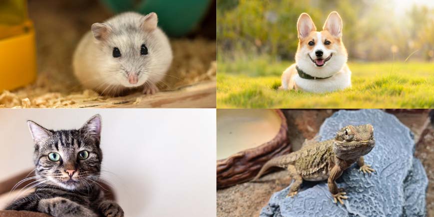 Wildlife Conservation